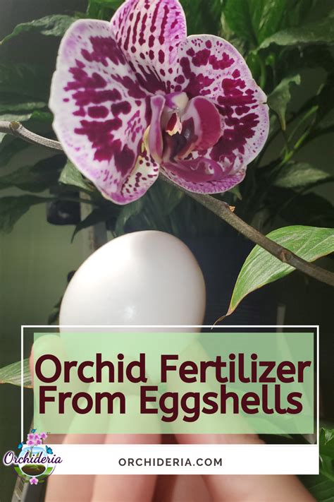 How to grow orchids inside your home 14. Are Eggshells Good Fertilizers for Orchids? - Orchideria ...