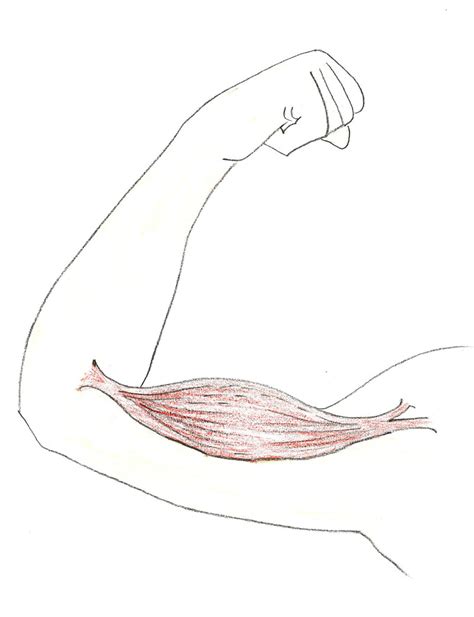 How To Draw Biceps 8 Steps With Pictures Wikihow