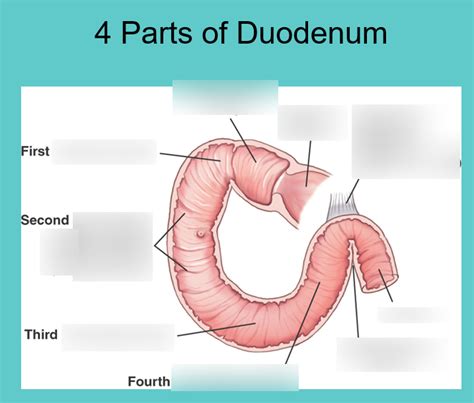 Ligament Of Treitz Suspensory Ligament Of Duodenum Kenhub Images And