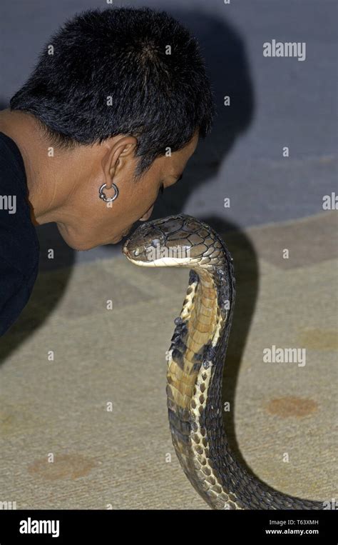 Snake Charmer King Cobra Hi Res Stock Photography And Images Alamy