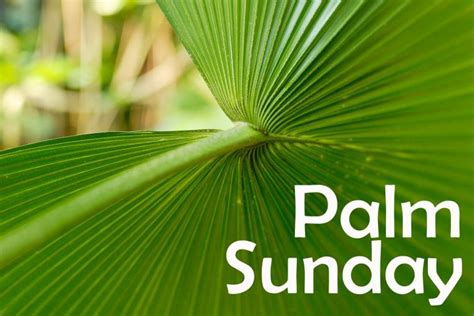 Free Download 60 Beautiful Palm Sunday Greeting Pictures And Images