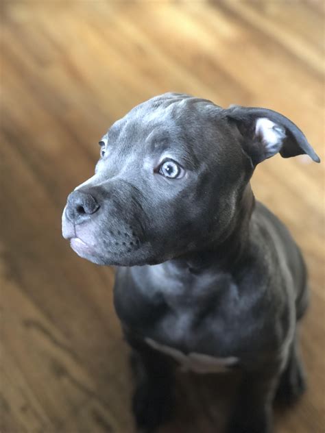 Shes So Close To Being A Fully Grey Coat Pure Blue Nose Pitbull