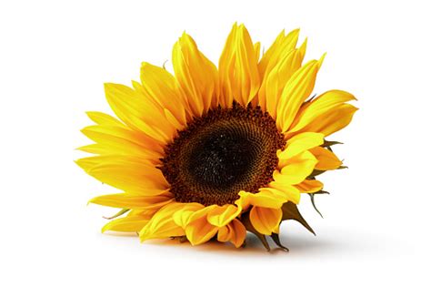 Flowers Sunflower Isolated On White Background Stock Photo Download