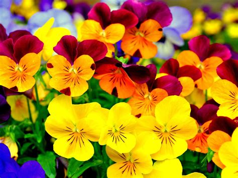 All of the yellow wallpapers bellow have a minimum hd resolution (or 1920x1080 for the tech guys) and are easily downloadable by clicking the image and saving it. Pansy colorful flowers Purple and yellow black 4K HD ...