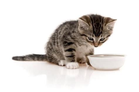 Kittens feeling sick can exhibit a number of symptoms, some of which might point to more than one thing. How Much Food Should I Feed My Cat?