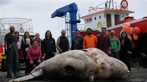 World Record Giant Sunfish Is Heaviest Fish Ever Weighedat 6000