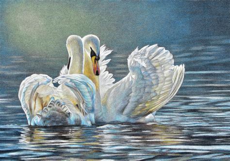 Swans Drawing By Suzanne Hough Fine Art America