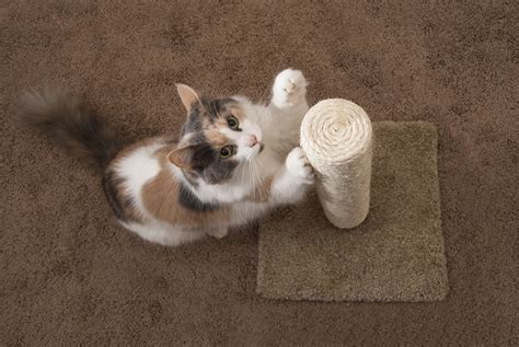 How To Stop Your Cat From Scratching The Furniture TheCatSite