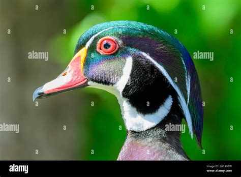 Wood Duck Aix Sponsa George C Reifel Migratory Bird Sanctuary Delta