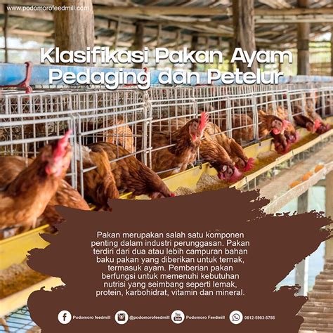 Klasifikasi Bahan Baku Pakan Ayam Podomoro Poultry Equipment