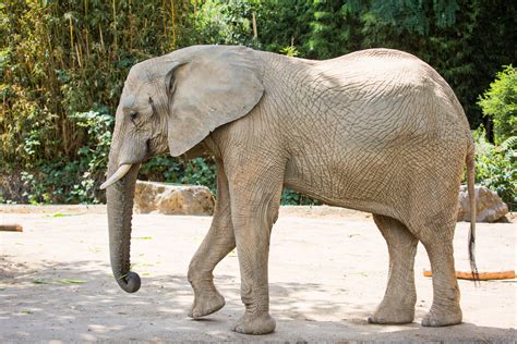 Elefant Foto And Bild Tiere Zoo Wildpark And Falknerei Säugetiere