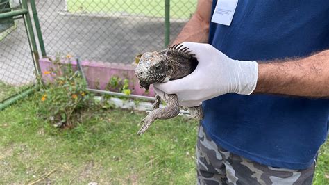 Cetas Barueri promove repatriação de mais de animais silvestres Jornal ARua