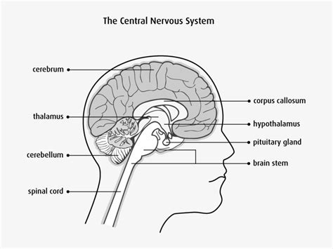 Central Nervous System Parts