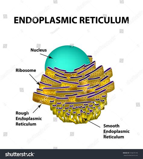 Endoplasmic Reticulum Structure Infographics Vector Illustration