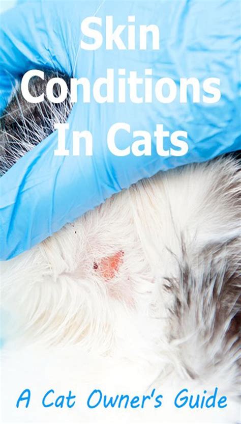 Skin Conditions In Cats Cat Guides Cat Diseases Cat Behavior Cats