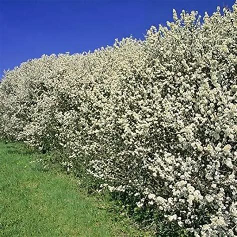 50 Blackthorn Hedging Plants 2 3ft Prunus Spinosa Bareroot Native Sloe
