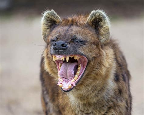 Pin By Hbsdesign On Animals Hyena Laughing Animals Animal Species