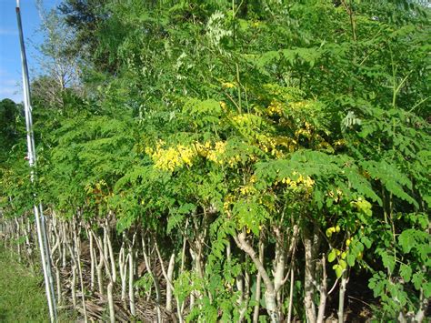 Moringa Oleifera Trees Moringa Trees