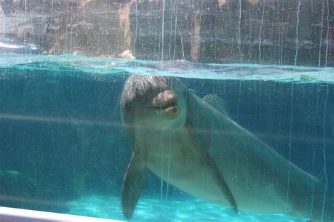 How Long Do Bottlenose Dolphins Survive In Captivity Whale And