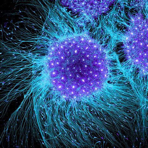 What Are Stem Cells Riordan Technologies
