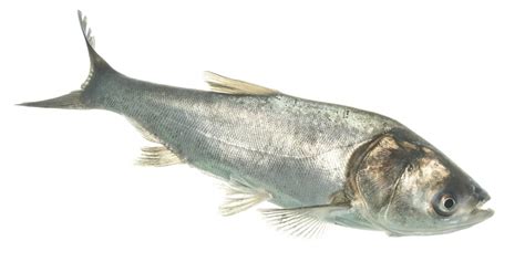 Multi Agency Webinar Signup Silver Carp In The Tennessee River System