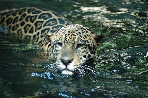 Jaguar Habitat And Distribution Feline Facts And Information