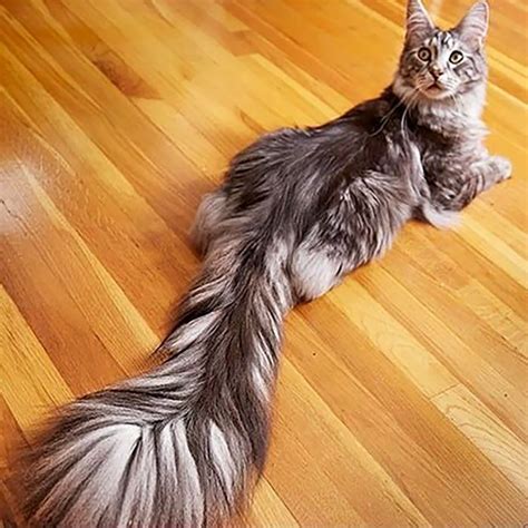 The Everyday Life Of The Cat With The Longest Tail And The Tallest