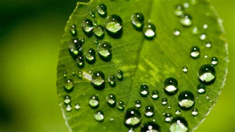 Shallow Focus Photography Of Water Drops On The Leaf Hd Wallpaper