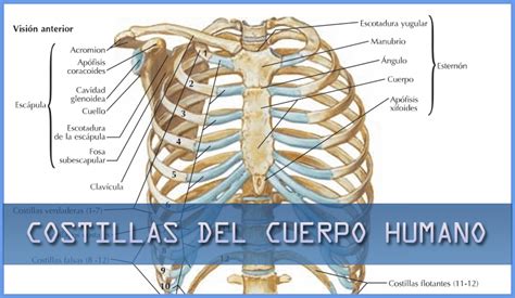 Costillas Del Cuerpo Humano Web Educativa Online