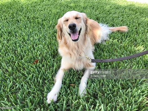 Happy Golden Retriever Dog High Res Stock Photo Getty Images