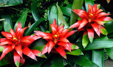 Las 7 Mejores Flores Tropicales Para Tu Jardín Living Magazine