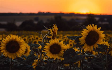 Download Wallpaper 3840x2400 Sunflowers Flowers Yellow Field Sunset