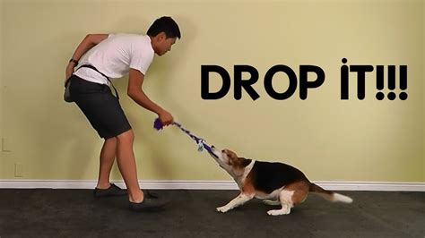 Teach Dog To Drop It Give By Playing Tug Of War Youtube