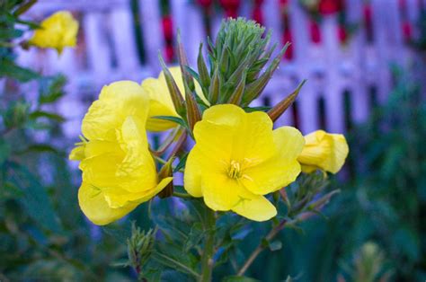 On the other hand, some flowers produce the smell of rotting meat and are attractive to insects such as flies. 16 Plants That Smell Best at Night