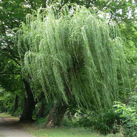 Salix Alba Tristis Golden Weeping Willow Future Forests