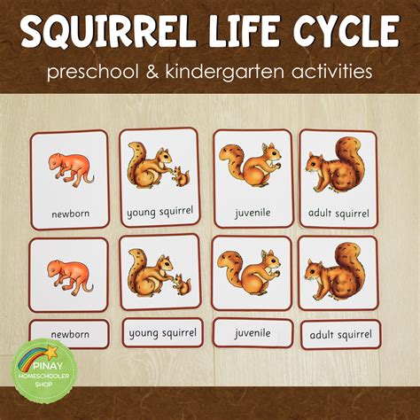 Squirrel Life Cycle Set Preschool And Kindergarten Science Centers