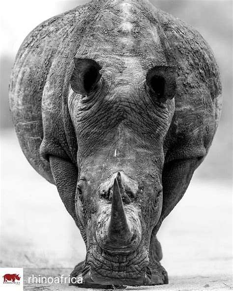 African Wildlife Photography Animal Photography Beautiful Creatures