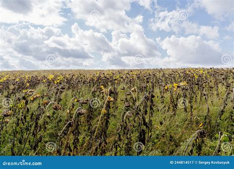 Dry Field Of Sunflowers Sky With Clouds Stock Image Image Of