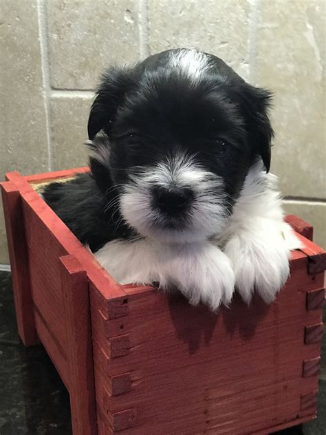 If you are open and willing to share your love and home with a coton who may have special needs or be a little older please let us know. Coton De Tulear Puppies For Sale | Winston-Salem, NC #251483