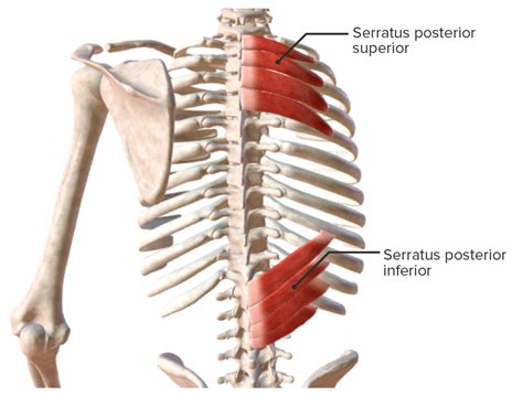 Serratus Posterior Superior Origin And Insertion