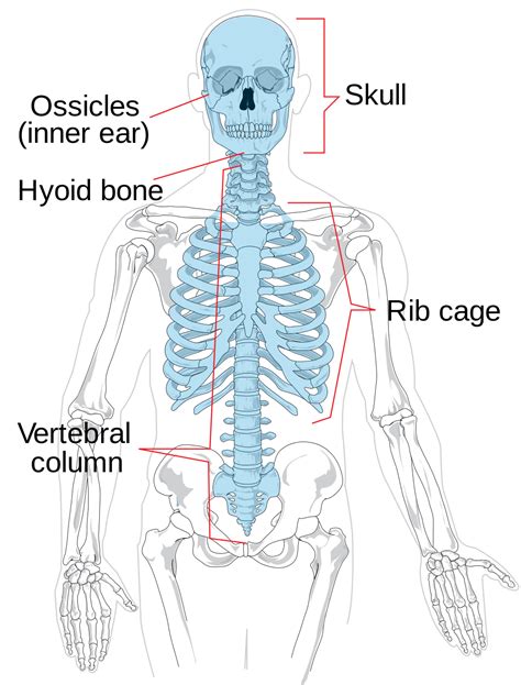 Axial Skeleton Diagram Axial Skeleton Wikipedia Axial Skeleton
