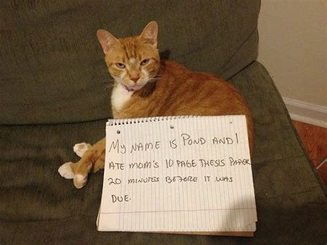 The Naughtiest Cats Of All Time Boredombash