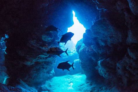 Rayos De Luz Solar En La Cueva Submarina Foto De Archivo Imagen De
