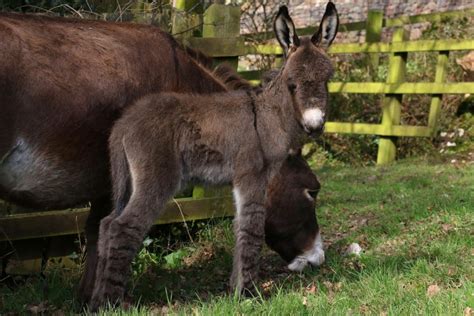 Donkey Foal With ‘long Stripy Socks Born To Rescued Mother Horse And Hound