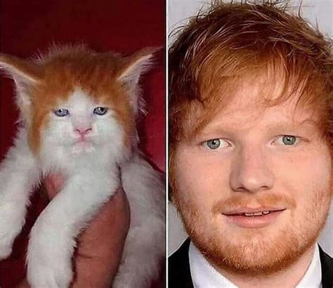 Ed Sheeran Ya Tiene Su Doble En Gato