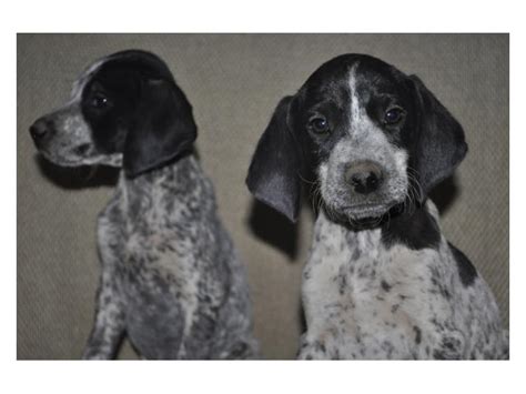 Color is not the first priority but we do try to raise pretty dogs. German Shorthaired Pointer puppies for sale Heidelberg ...