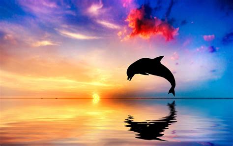Dolphin Jump Wallpapers Top Free Dolphin Jump Backgrounds