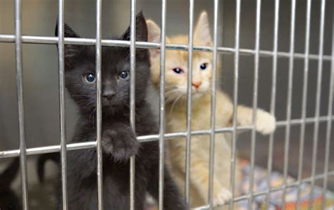 22 Kittens Up For Adoption At Craig Animal Shelter