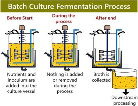 What Is Batch Fermentation Definition Principle And Process Biology