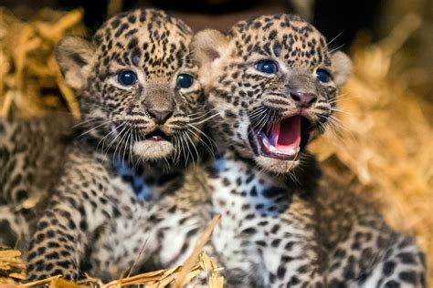 Hot Shots Photos of the Day: Leopard Cubs, Gaza Fireball ...